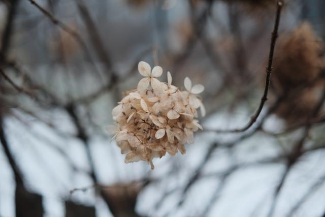 Winter Hydrangea